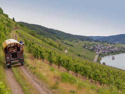 moselsteig-etappe-burg-reil-mosel Moselsteig Etappe zwischen Burg und Reil