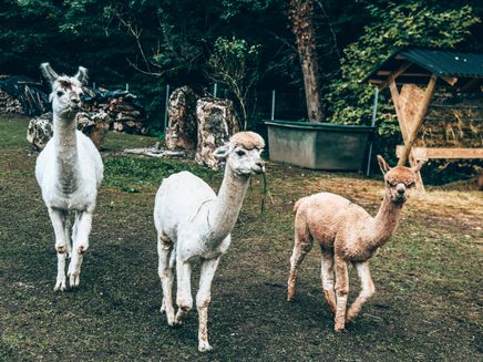 alpaka-lama-herde-traben-trarbach Alpaka und Lama Herde in Traben-Trarbach