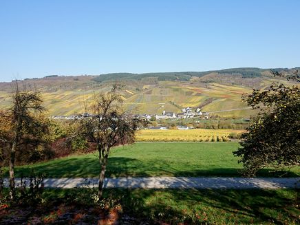 weinberge-farbenpracht-kindel-kinheim Farbenprächtiger Blick von Kindel auf Kinheim