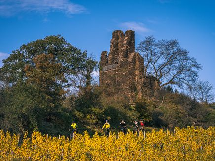 herbst-weinberge-wolf-mountainbiker Mountainbiker bei der Fahrt durch die Weinberge mit Wolfer Kloster im Hintergrund