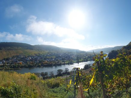 burg-mosel-herbstsonne-weinberge-moselblick Moselblick aus den Weinbergen auf den Moselort Burg in der strahlenden Herbstsonne