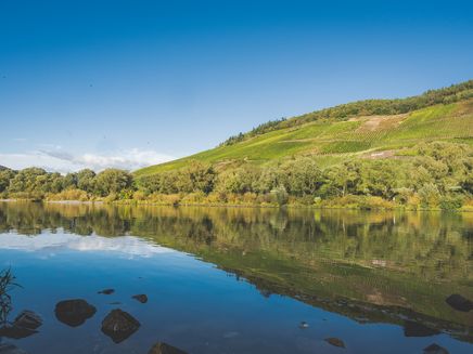 moselufer-weinberge-reil Moselufer von Reil mit Blick auf Weinberge