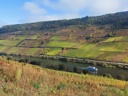 burg_mosel_weinberge_ausblick Ausblick auf die Mosel und Weinberge von Burg/Mosel