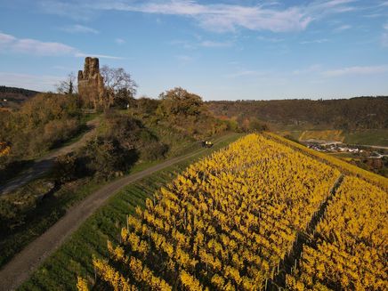 wolf-klosterruine-radfahrer-herbst-weinberge Weinberge am Wolfer Kloster