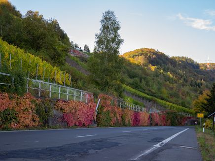 moselsteig-reiler-hals-blütezeit-reil Moselsteig Etappe Richtung Reiler Hals Reil