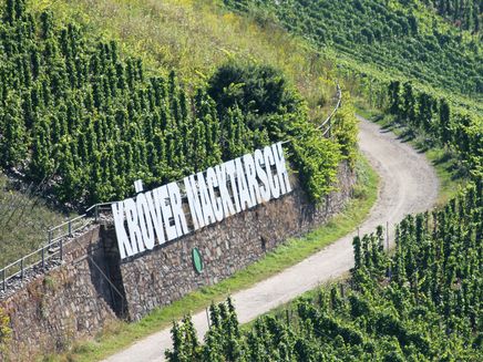 bekannte-weinlage-kröver-nacktarsch-kröv Weltbekannte Weinlage Kröver Nacktarsch in Kröv