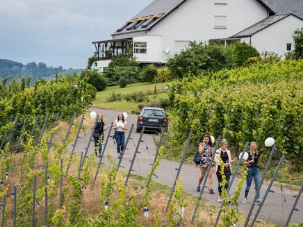 weinhoheiten-kinheim-wanderung-wingertsbummel-weinberge Weinhoheiten im Weinberg unterwegs beim Wingertsbummel Kinheim