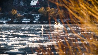 Schwäne auf der zugefrorenen Mosel im Winter