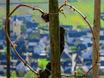 Erzogene Weinrebe in Herzform im Weinberg