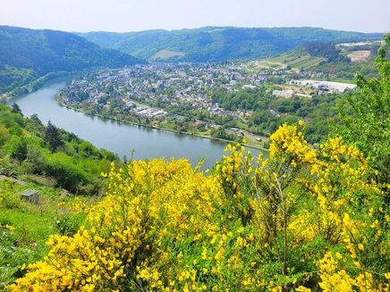 zollturmsteig-ausblick-blütenpracht-moseltal Blütenpracht und Ausblick ins Moseltal auf Traben-Trarbach während der Wanderung auf dem Zollturm-Steig