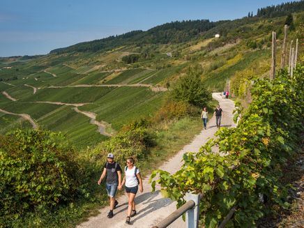 wandergruppe-weinberge-moselwein-mosel-kröv Wandergruppe in den Weinbergen von Kröv