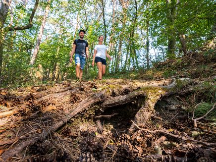 wald-ruhe-sommer-wandern-moselsteig Wanderung durch ruhige Wälder