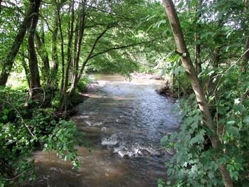alfbach-wald-bausendorf Alfbach im Wald von Bausendorf
