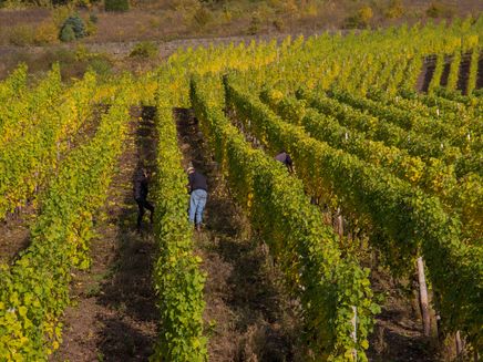 weinberge-winzerarbeiten Winzer bei der Arbeit im Weinberg
