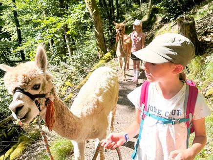 alpakas-lamas-wanderung-wildstein Lama und Alpaka Wanderung im Familienurlaub an der Mosel